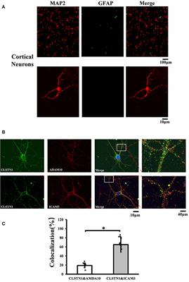 Calsyntenin-1 Negatively Regulates ICAM5 Accumulation in Postsynaptic Membrane and Influences Dendritic Spine Maturation in a Mouse Model of Fragile X Syndrome